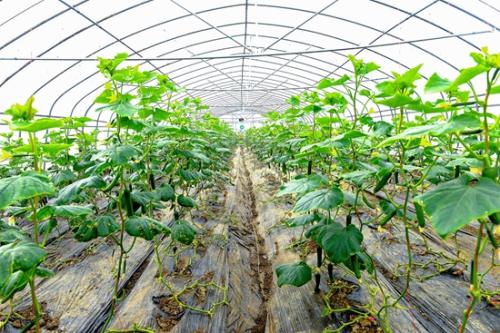 冷空氣頻頻來襲 蔬菜生產“防”字當頭